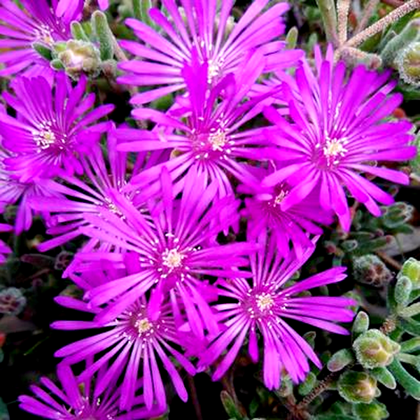 Drosanthemum ambiguum