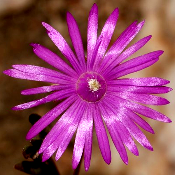 Drosanthemum gracillimum