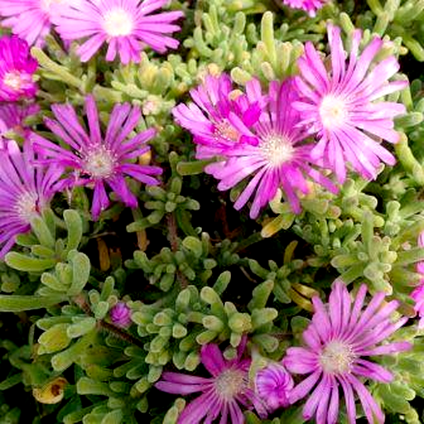 Drosanthemum hispidifolium