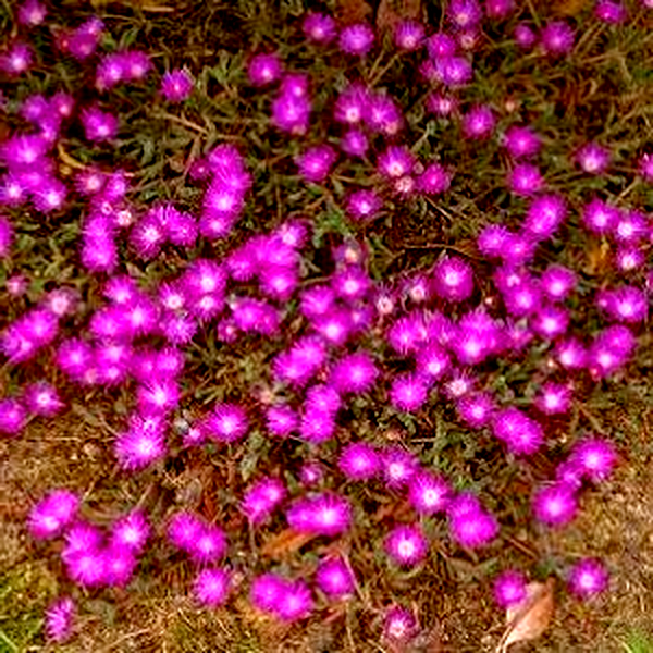 Drosanthemum hispidum