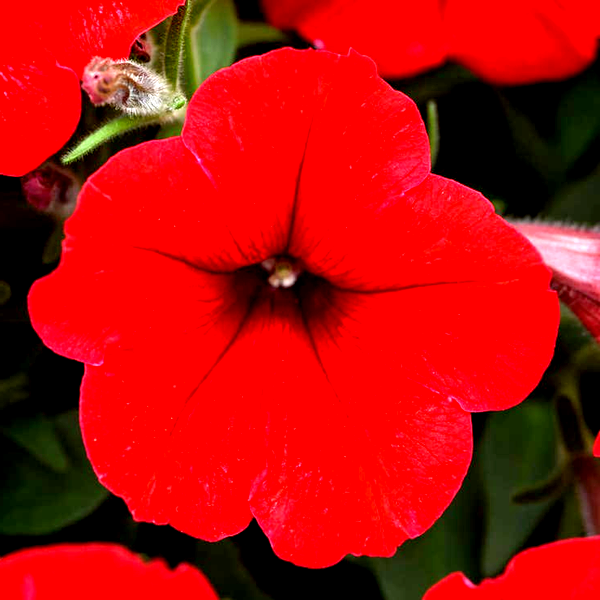 E3 Easy Wave® Red Petunia Seeds