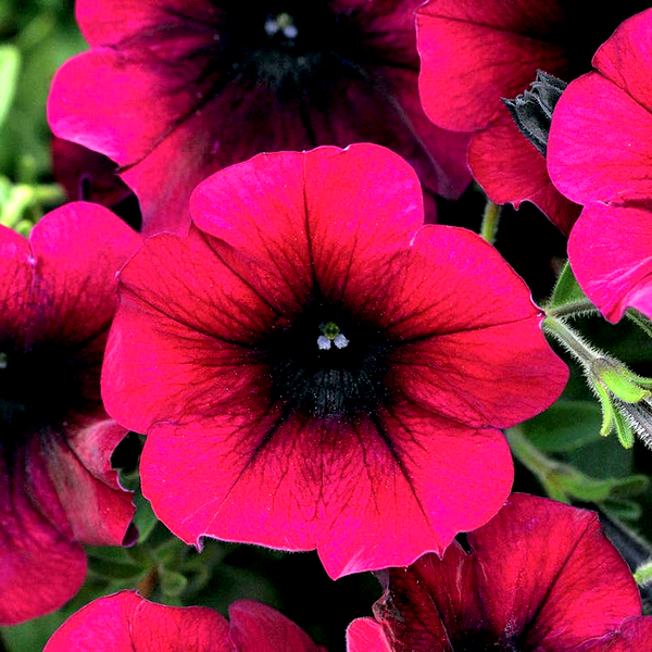 Easy Wave® Burgundy Velour Petunia Seeds
