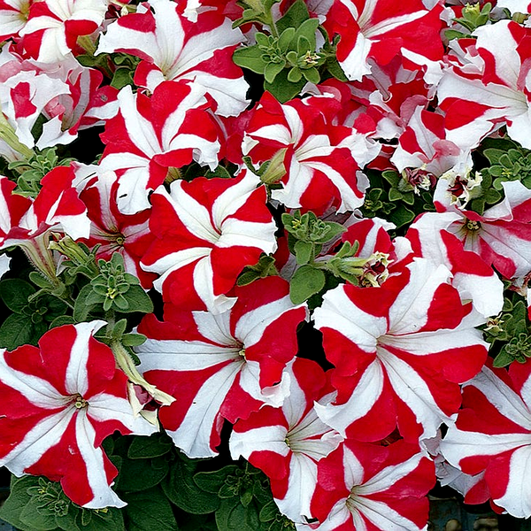Easy Wave® Coral Reef Petunia Seeds