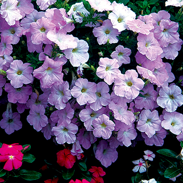 Easy Wave® Pink Petunia Seeds