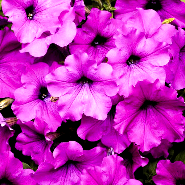 Easy Wave® Violet Hybrid Petunia Seeds