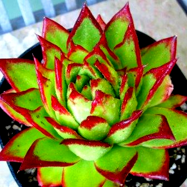 Echeveria agavoides ‘Lipstick’