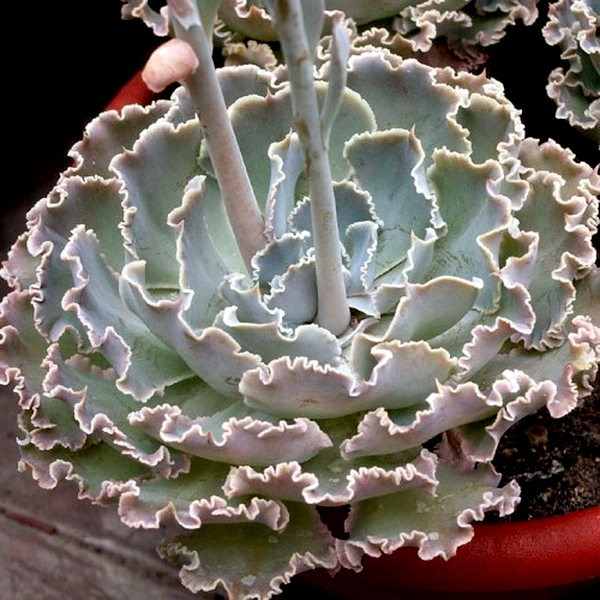 Echeveria shaviana