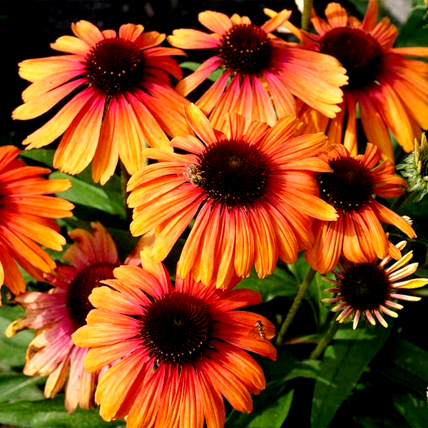 Echinacea Butterfly™ Rainbow Marcella Coneflower