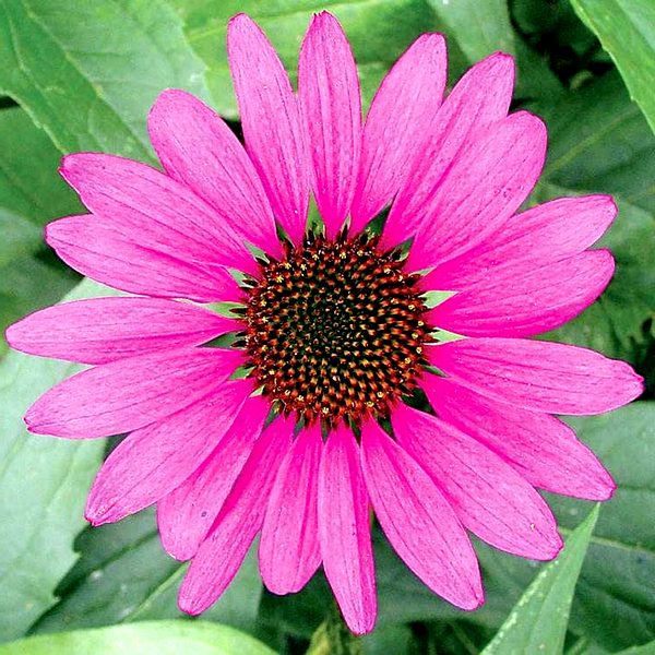 Echinacea 'Magnus' Coneflower