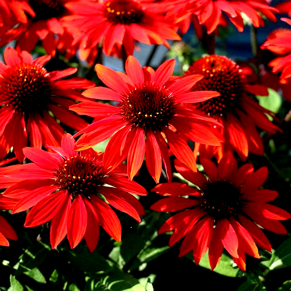 Echinacea Sombrero® Sangrita Red