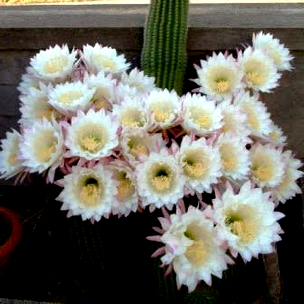 Echinopsis schickendantzii