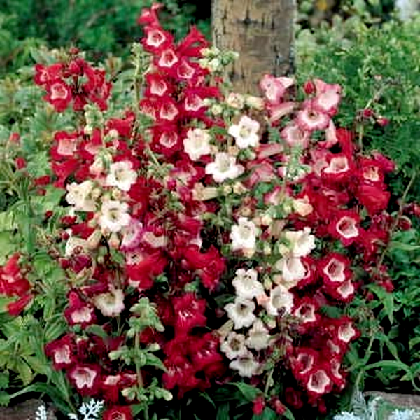 Esprit Mix Penstemon Seeds