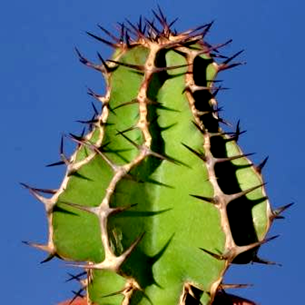 Euphorbia avasmontana