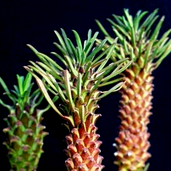 Euphorbia clandestina