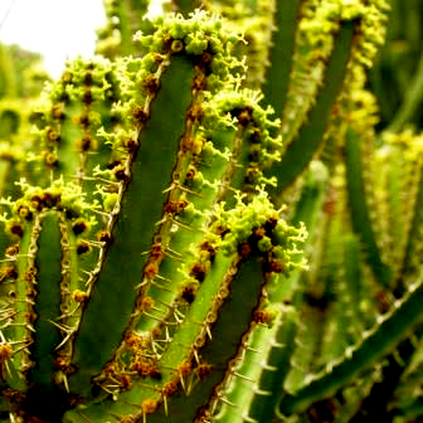 Euphorbia grandidens