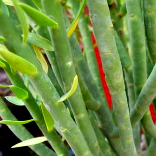Euphorbia mauritanica