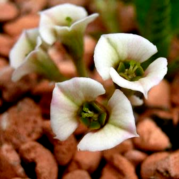 Euphorbia primulifolia