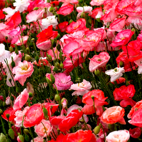 Falling in Love' Poppy Seeds