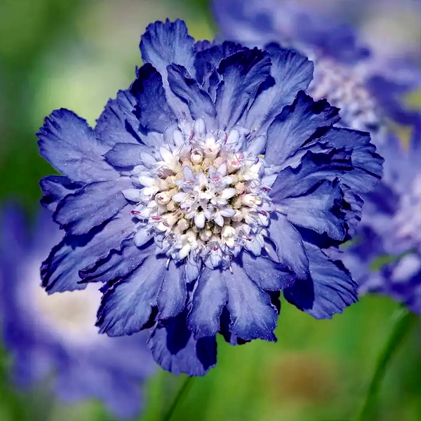 Fama® Deep Blue Pincushion Flower Seeds