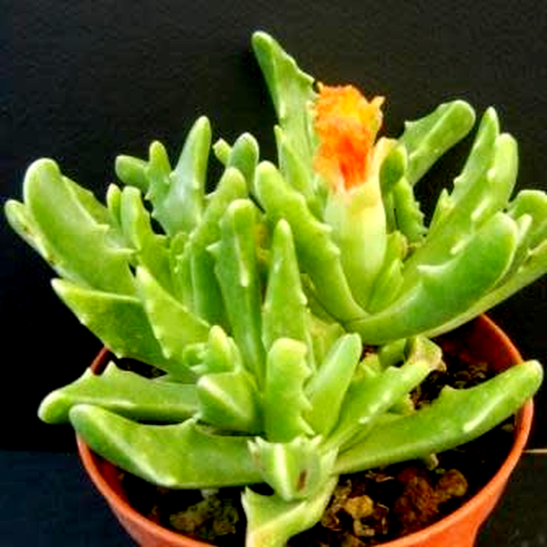 Faucaria paucidens