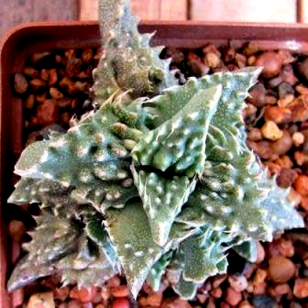 Faucaria tuberculosa