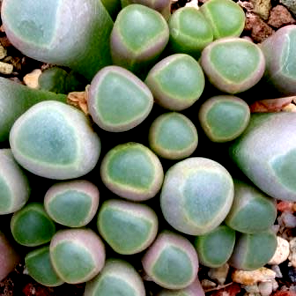 Fenestraria rhopalophylla ssp. aurantiaca