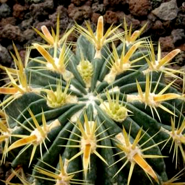 Ferocactus latispinus var. flavispinus