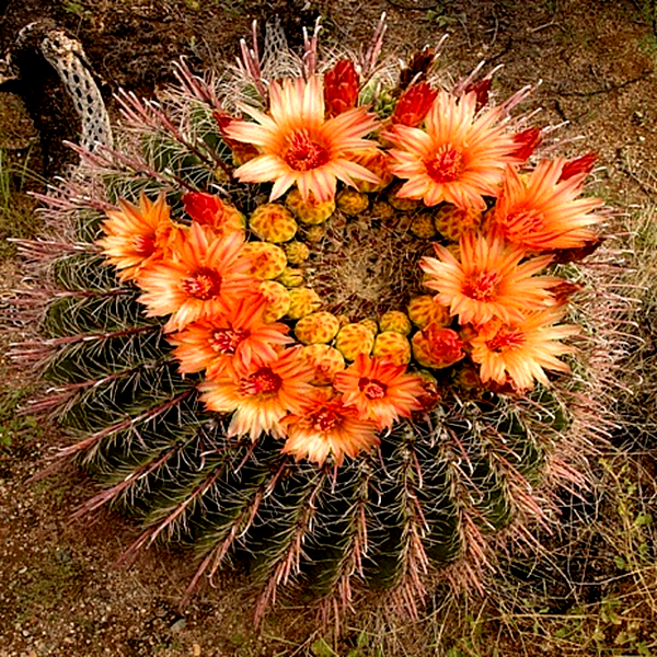 Ferocactus wislizeni