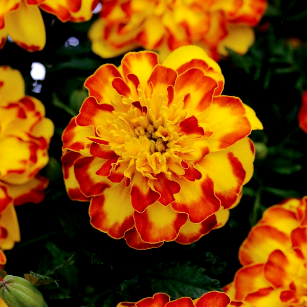 Flamenco Marigold Seeds