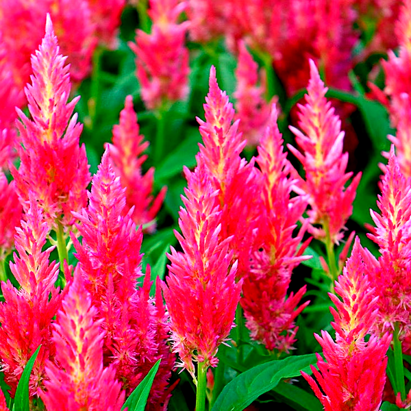 Flamma Pink Celosia Seeds