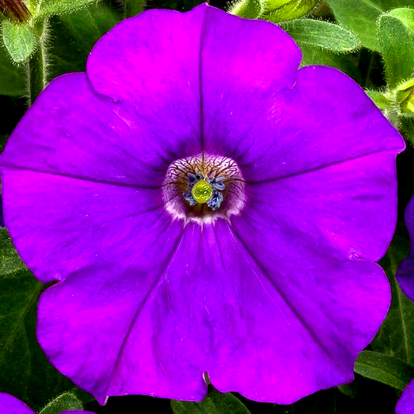FlashForward™ Red Petunia Seeds