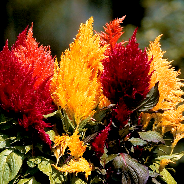 Fresh Look Mix Celosia Seeds