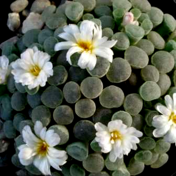Frithia humilis
