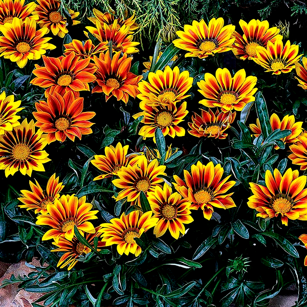 Frosty Kiss™ Flame Mix Gazania Seeds