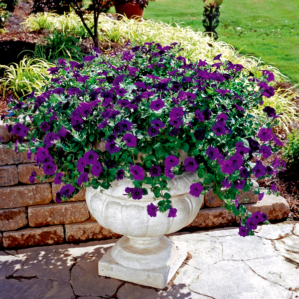 Fuseables® Blueberry Lime Jam Petunia Seeds