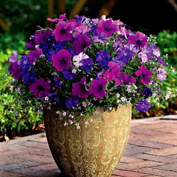 Fuseables® Silk 'n Satin Petunia-Bacopa Seeds