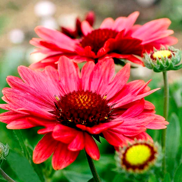 Gaillardia 'Arizona Red Shades'