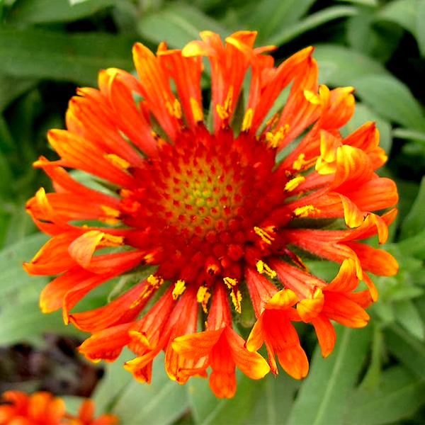 Gaillardia REALFLOR® 'Fanfare Blaze'