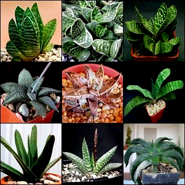 Gasteria Mixed Species