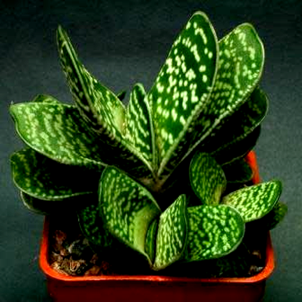 Gasteria bicolor var. bicolor