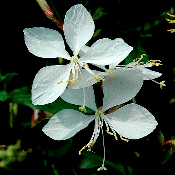 Gaura 'Whirling Butterflies'
