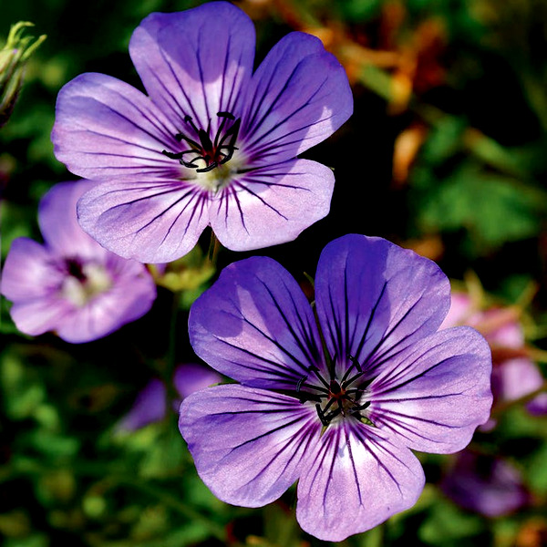 Geranium 'Havana Blues'