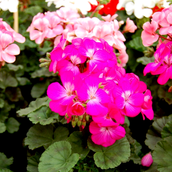 Geranium Nano™ Deep Rose Seeds