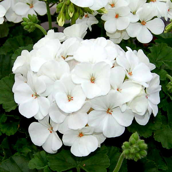 Geranium Nano™ White Seeds
