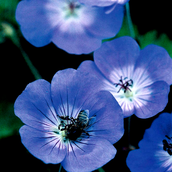 Geranium 'Rozanne'