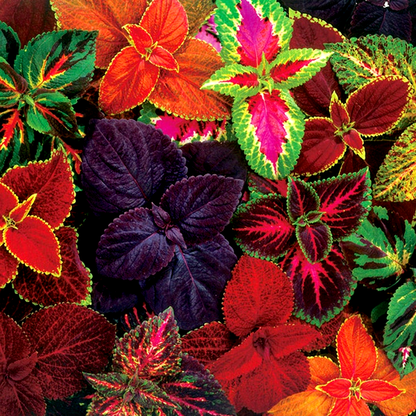 Giant Exhibition™ Complete Mix Coleus Heirloom Seeds