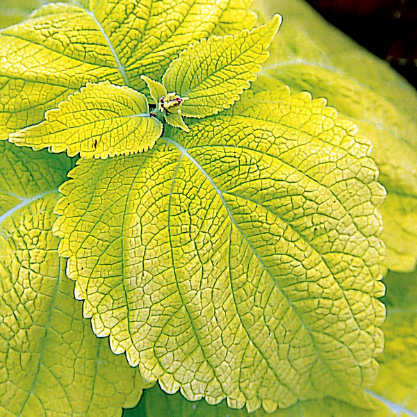 Giant Exhibition™ Limelight Coleus Seeds