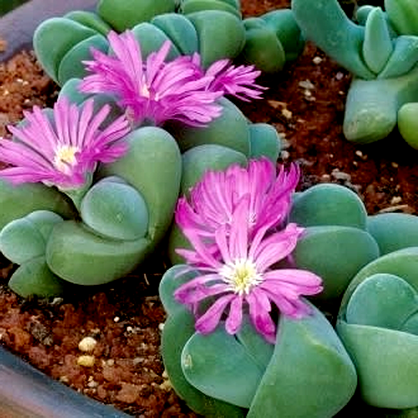 Gibbaeum dispar