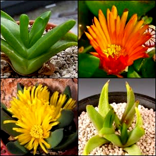 Glottiphyllum Mixed Species