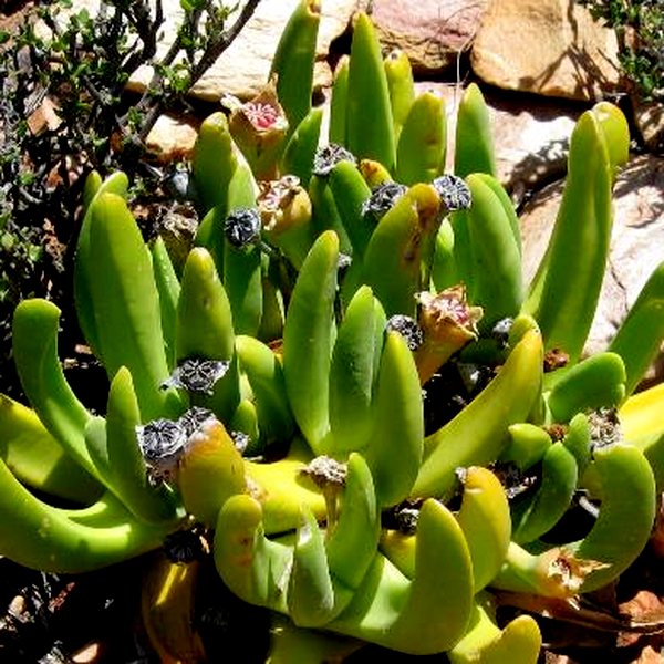 Glottiphyllum regium